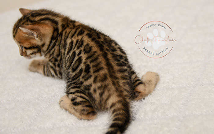 Bengal kitten for sale